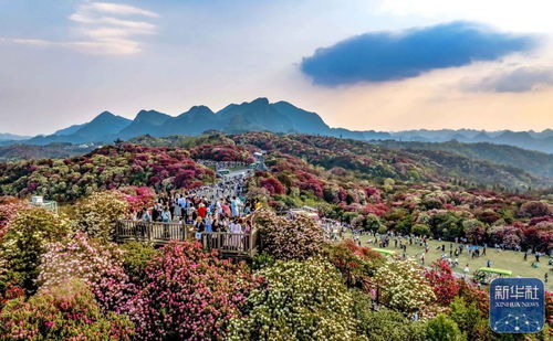 詩意中國丨春日上春山 景區(qū)管理的詩意與秩序